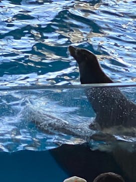 アクアワールド茨城県大洗水族館に投稿された画像（2023/12/9）