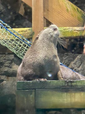 アクアワールド茨城県大洗水族館に投稿された画像（2023/12/9）