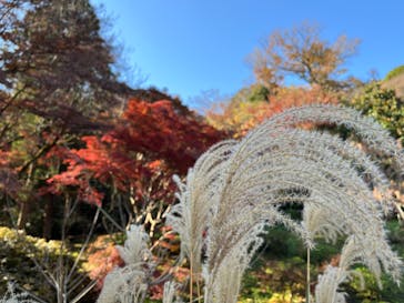 三溪園に投稿された画像（2023/12/9）