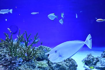 新江ノ島水族館に投稿された画像（2023/12/9）