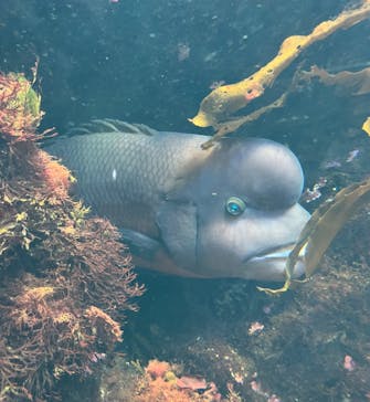 新江ノ島水族館に投稿された画像（2023/12/9）