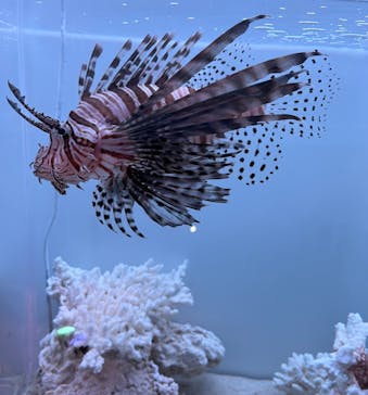 新江ノ島水族館に投稿された画像（2023/12/9）