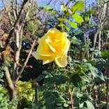 横浜イングリッシュガーデンに投稿された画像（2023/12/9）