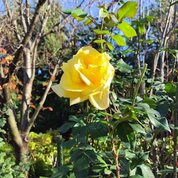 横浜イングリッシュガーデンに投稿された画像（2023/12/9）