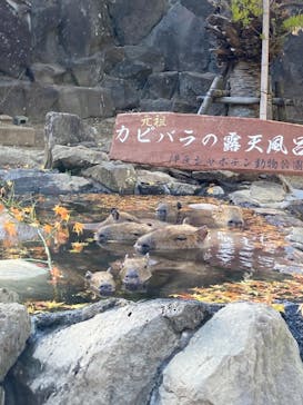伊豆シャボテン動物公園に投稿された画像（2023/12/9）