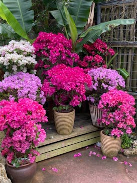 ナゴパイナップルパークに投稿された画像（2023/12/9）