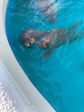 鴨川シーワールドに投稿された画像（2023/12/9）