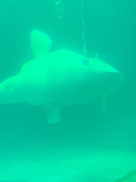 鴨川シーワールドに投稿された画像（2023/12/9）