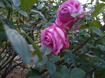 いばらきフラワーパークに投稿された画像（2023/12/9）