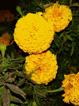 いばらきフラワーパークに投稿された画像（2023/12/9）