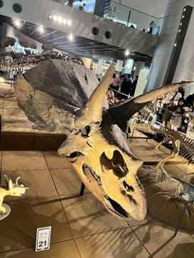 福井県立恐竜博物館に投稿された画像（2023/12/9）