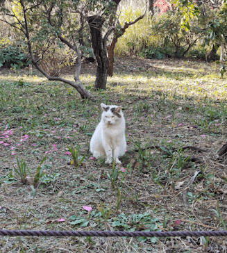 三溪園に投稿された画像（2023/12/10）