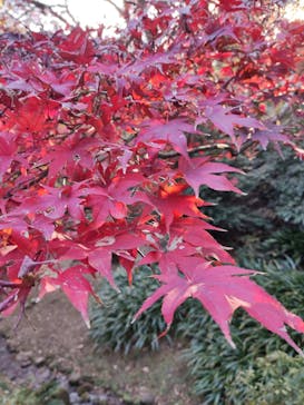 三溪園に投稿された画像（2023/12/10）