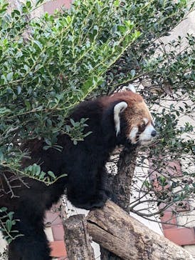 群馬サファリパークに投稿された画像（2023/12/10）