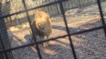 群馬サファリパークに投稿された画像（2023/12/10）