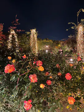 ひらかたパークに投稿された画像（2023/12/10）