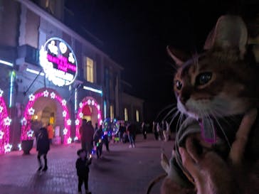 神戸イルミナージュに投稿された画像（2023/12/10）