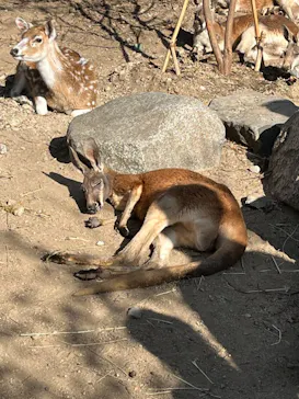 神戸どうぶつ王国に投稿された画像（2023/12/10）