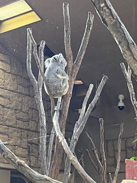 名古屋市東山動植物園に投稿された画像（2023/12/10）