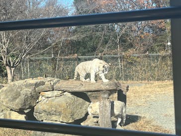 群馬サファリパークに投稿された画像（2023/12/10）