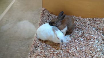 Moff アニマル カフェ イーアス 高尾店に投稿された画像（2023/12/10）