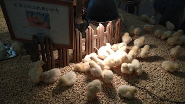 Moff アニマル カフェ イーアス 高尾店に投稿された画像（2023/12/10）