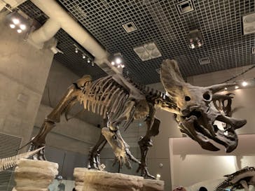 国立科学博物館に投稿された画像（2023/12/10）