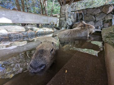 長崎バイオパークに投稿された画像（2023/12/10）