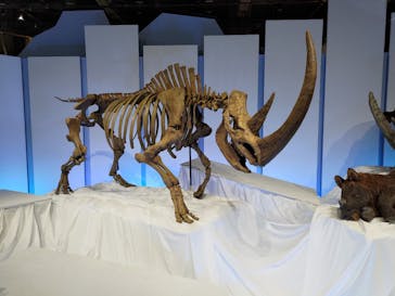 特別展「化石ハンター展 ～ゴビ砂漠の恐竜とヒマラヤの超大型獣～」＠名古屋に投稿された画像（2023/12/10）