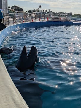 沖縄美ら海水族館（館内体験）に投稿された画像（2023/12/10）