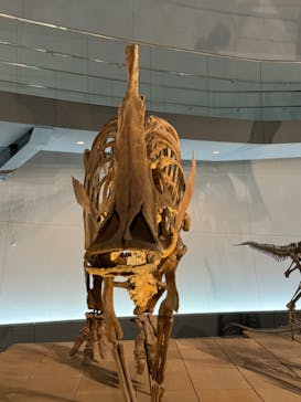福井県立恐竜博物館に投稿された画像（2023/12/10）