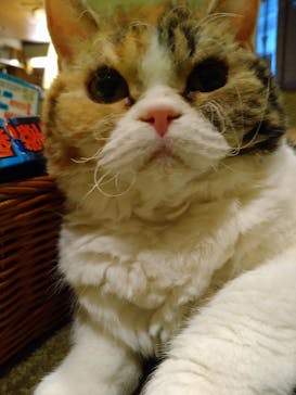 猫カフェモカ　新宿店に投稿された画像（2023/12/10）