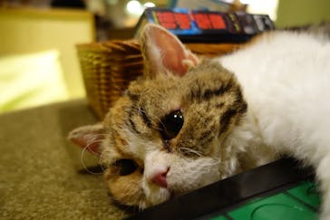 猫カフェモカ　新宿店に投稿された画像（2023/12/10）