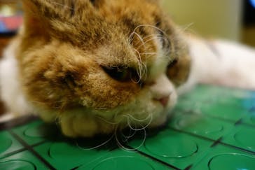 猫カフェモカ　新宿店に投稿された画像（2023/12/10）