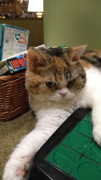 猫カフェモカ　新宿店に投稿された画像（2023/12/10）