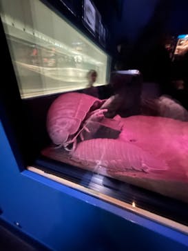 名古屋港水族館に投稿された画像（2023/12/10）