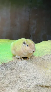 神戸どうぶつ王国に投稿された画像（2023/12/10）