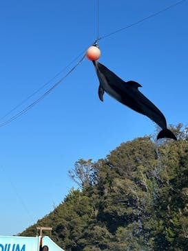 下田海中水族館に投稿された画像（2023/12/10）