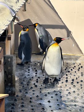 下田海中水族館に投稿された画像（2023/12/10）
