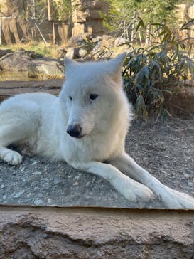 那須どうぶつ王国に投稿された画像（2023/12/10）