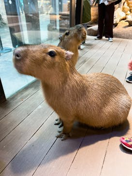 カワスイ 川崎⽔族館に投稿された画像（2023/12/10）