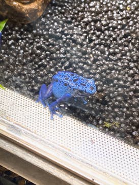 カワスイ 川崎⽔族館に投稿された画像（2023/12/10）