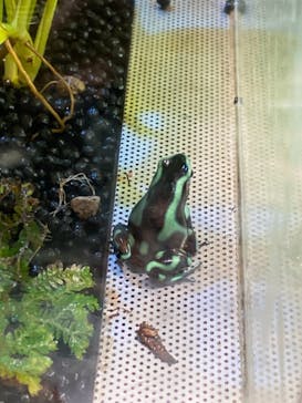 カワスイ 川崎⽔族館に投稿された画像（2023/12/10）