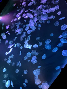 すみだ水族館に投稿された画像（2023/12/10）