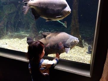 世界淡水魚園水族館　アクア・トトぎふに投稿された画像（2023/12/10）