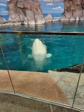 名古屋港水族館に投稿された画像（2023/12/11）