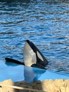 名古屋港水族館に投稿された画像（2023/12/11）