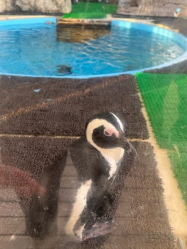 名古屋港水族館に投稿された画像（2023/12/11）