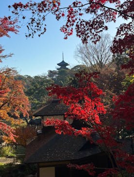 三溪園に投稿された画像（2023/12/11）