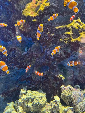 仙台うみの杜水族館に投稿された画像（2023/12/11）